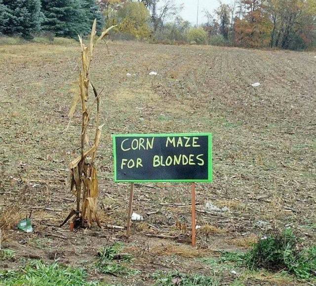 corn-maze-for